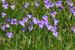 1_Violets