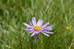 Aster_des_Alpes
