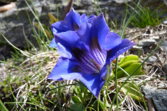 A Gentiane in the French Alps