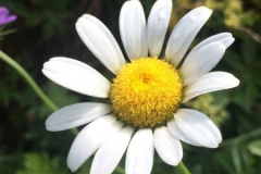 Marguerite