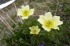 Pulsatilla-Alpina