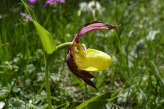 Sabot de Venus (Ladies Slipper Orchid)