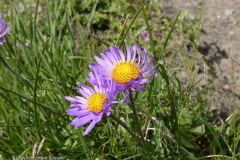 aster-des-alpes