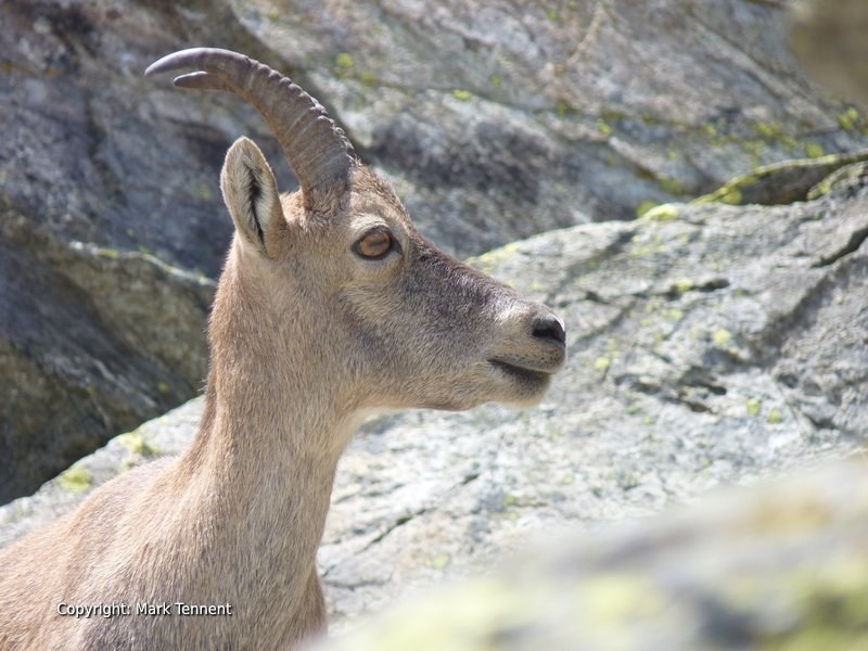 A female ibex in the Vanoise National Park, France
