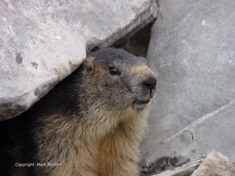 A Marmotte in the French Alps