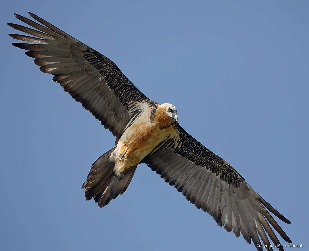 bearded-vulture-lammergaier