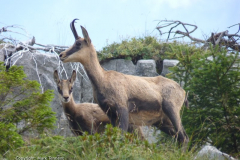 Chamois-Cabri-Aravis