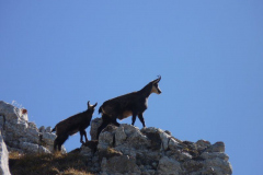 Chamois and Cabri skylined in the Bauges