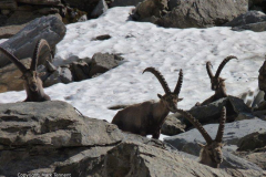 Group-Ibex-Vanoise