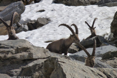 An inquisitive group of male ibex