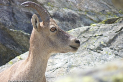 A female ibex in the Vanoise National Park, France