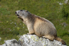 Marmotte-on-rock