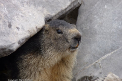 A Marmotte in the French Alps