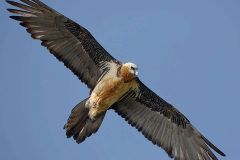 bearded-vulture-lammergaier