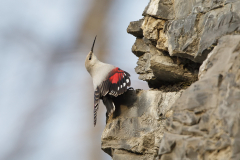 wall-creeper