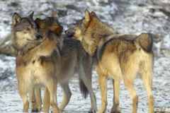 wolves