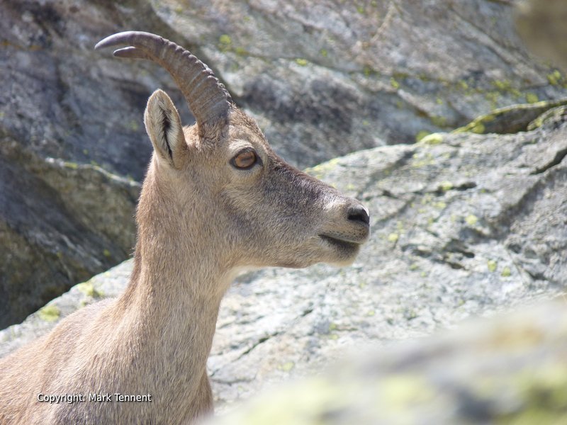 The Ibex the emblematic animal of the Alps - Simply Savoie