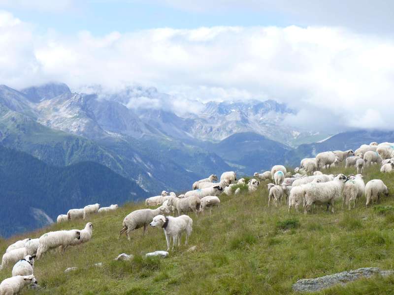 A Patou among a flock of sheep