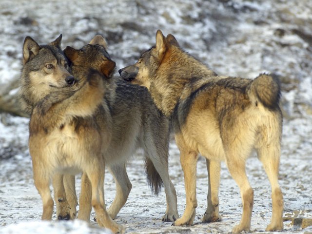 Group of wolves