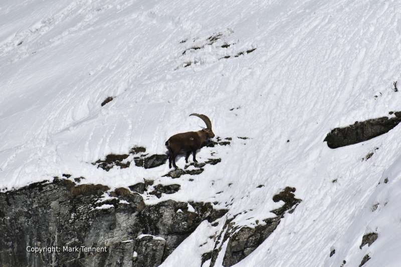 Ibex in the Vanoise National Park in Winter