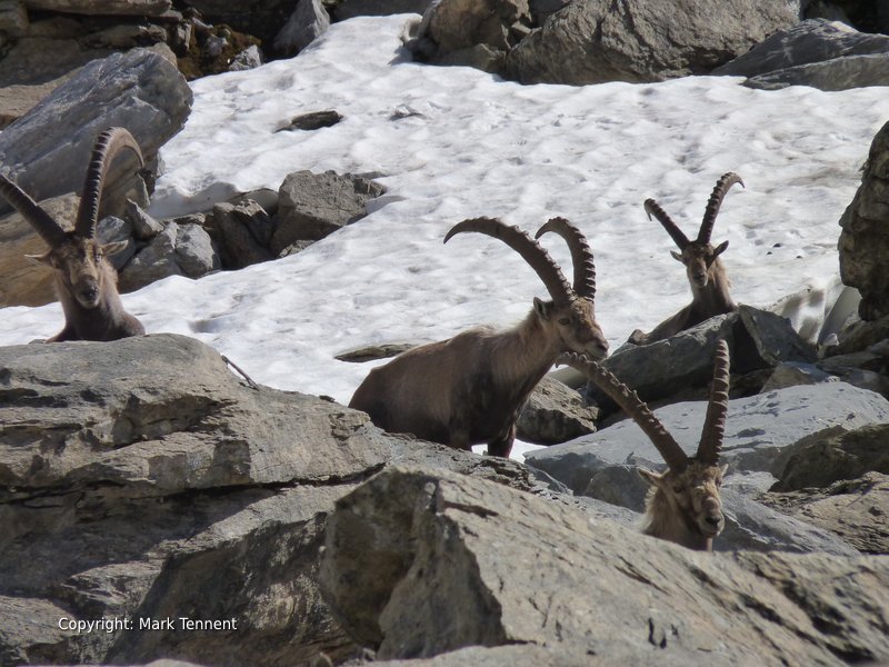 Ibex in the Vanoise National Park