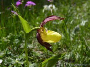 Sabot de Venus - Ladies Slipper Orchid